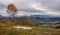 Birch tree on hill above the village