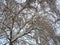 Birch tree and its autumnal leaves surprised by first snow