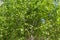 Birch tree Jacquemontii Betula  with young green leaves