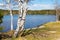 Birch tree at lake shore kirchsee