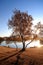 Birch tree in lakeside at autumn