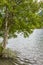 Birch tree lonely nature by the lake VangsmjÃ¸se Vang Norway