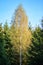 birch tree lush in colorful autumn forest