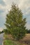 Birch tree near rural empty road