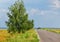 Birch tree near rural empty road