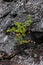 Birch tree on a rock, sweden