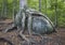 Birch Tree Roots Covering a Giant Granite Boulder