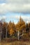 A birch tree's last stand in late fall