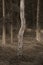 Birch tree in spooky forest