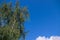 Birch tree with spreading branches hanging down and foliage against blue sky with cloud peeking out in shape of upper of heart