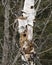 Birch Tree stock photos. Birch Tree with Pileated Woodpecker Hole Stock Photos, Images, Pictures with a forest background. Holes