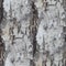 Birch tree texture seamless background wallpaper