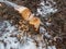 Birch tree trunk with beaver activity damage and signs on wood trunk from teeth