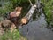 Birch tree trunk with beaver activity damage and signs on wood trunk from teeth. Tree cut by beaver fallen in the water