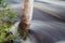 Birch tree trunk in a flooding river