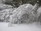 Birch Tree Trunks Bent by the Snow. Arching Tree Branches in the Winter Forest.