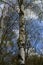 Birch tree trunks in early spring