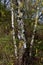 Birch tree trunks in early spring