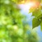 Birch tree under bright summer sun