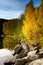 Birch Tree on The Water in autumn, Norway