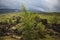 Birch tree in the wind in summer mountain landscape of polar reg