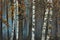 Birch trees.