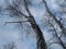 Birch trees against the blue sky. Bare branches of birches. Trees on a background of cloudy sky. Looking up.