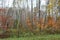 Birch trees along a grassy path through the forest in Nova Scotia in late October with the changing colors of the fall season