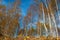 Birch trees in the autumn