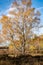 Birch trees in autumn forest with yellow leaves on the ground. Calm motley background with autumn birches, black and white trunks