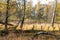 Birch trees in autumn forest with yellow leaves on the ground. Calm motley background with autumn birches, black and white trunks