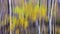 Birch trees in autumn woodland. ICM nature abstract