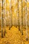 Birch Trees In Autumn Woods Forest. Yellow Foliage. Russian Fore
