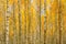 Birch Trees In Autumn Woods Forest. Yellow Foliage. Russian Fore