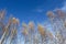 Birch trees and beautiful blue sky.
