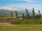 Birch trees bending in strong wind in green camp and cottages in