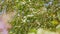 Birch trees bending under the heavy wind. Green tops on a blue sky. Close up shot.