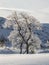Birch trees, Betula pubescens, in backlit snowy winter mountain landscape.