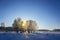 Birch trees on cold winter day