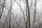 Birch trees covered with hoarfrost