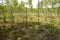 Birch trees and eriophorum in Biebrza National Park