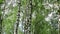 Birch trees in a forest