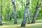 Birch trees, forest trail, summer