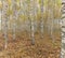 Birch trees with fresh green leaves in autumn. Sweden. panorama, selective focus