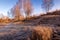 Birch trees and golden grass covered with hoarfrost in late autumn or early spring on a sunny day