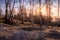 Birch trees and golden grass covered with hoarfrost in late autumn or early spring on a sunny day