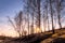 Birch trees and golden grass covered with hoarfrost in late autumn or early spring on a sunny day