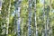 Birch trees with green leaves and white trunks in summer