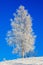 Birch trees with hoarfrost