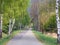 Birch trees lining road